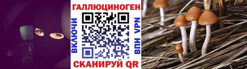 дарнет шоп  Кострома  Псилоцибиновые грибы GOLDEN TEACHER 